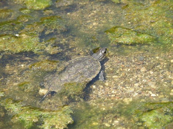 Mauremys rivulata