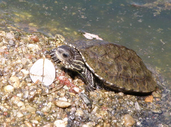 Mauremys rivulata