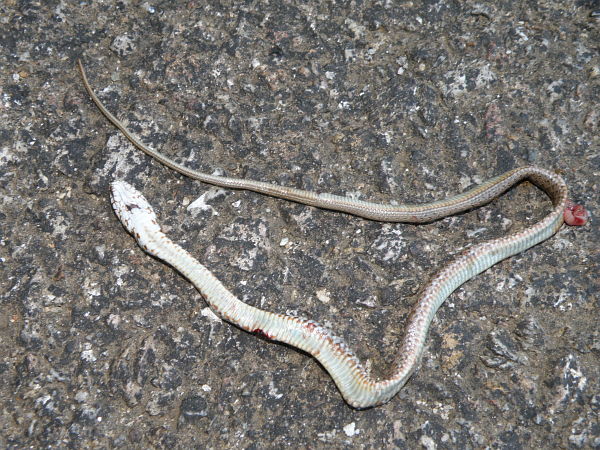 Dolichophis caspius