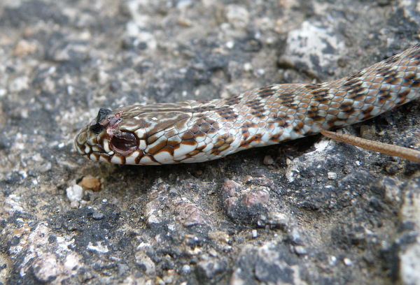 Dolichophis caspius