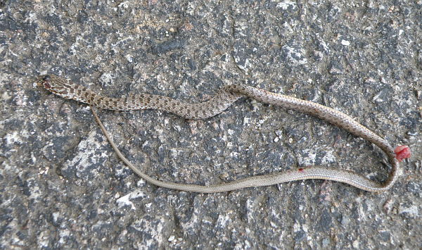 Dolichophis caspius