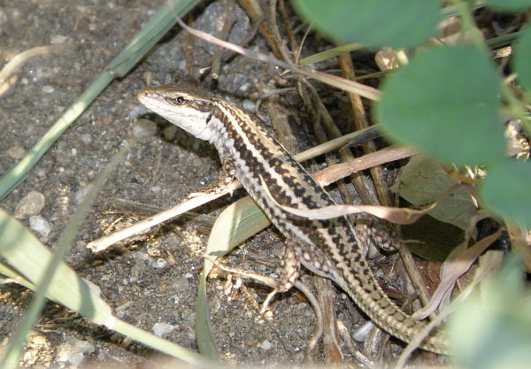 Podarcis erhardii