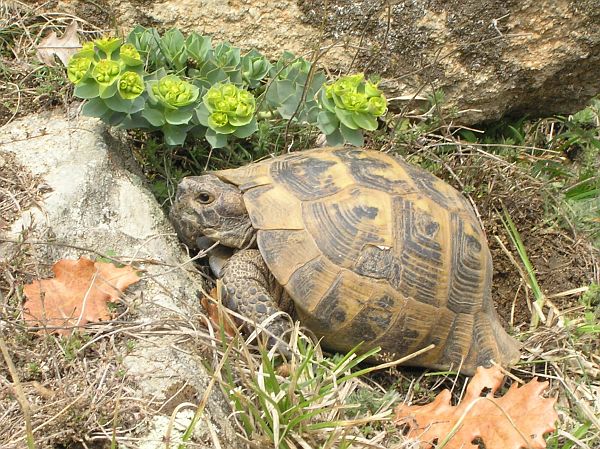 Testudo graeca