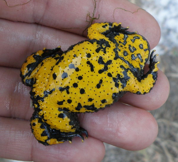 Bombina variegata