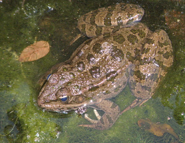Pelophylax ridibundus