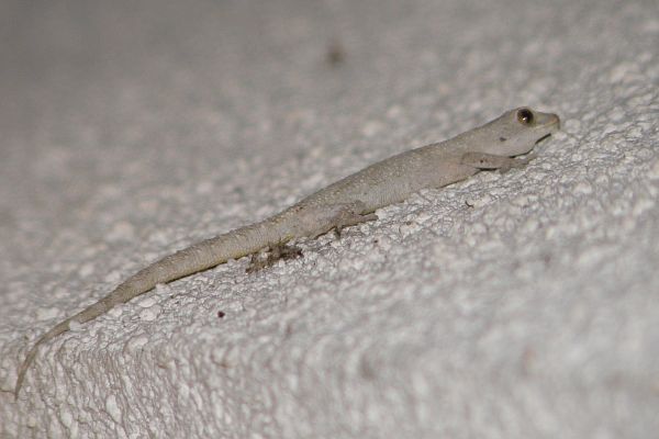 Mediodactylus kotschyi