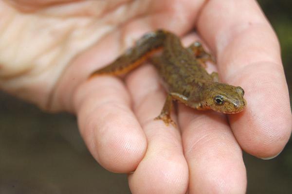 Mesotriton alpestris