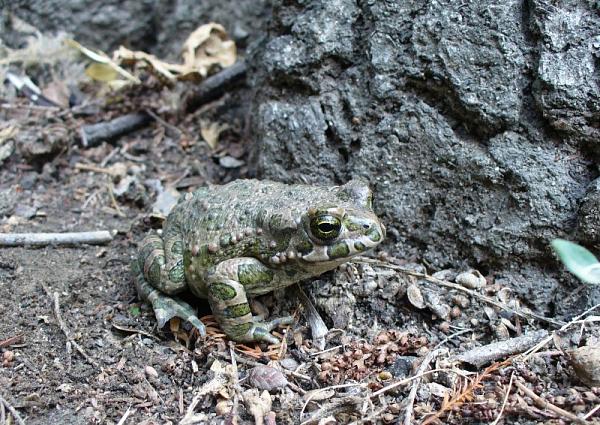 Pseudepidalea viridis