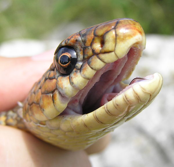 Dolichophis caspius