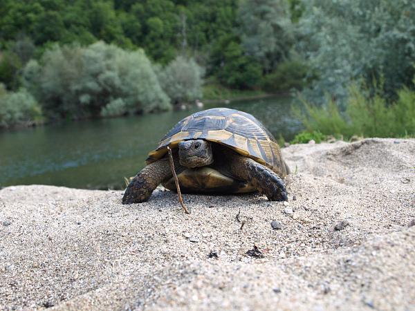 Testudo graeca