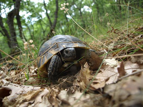 Testudo graeca