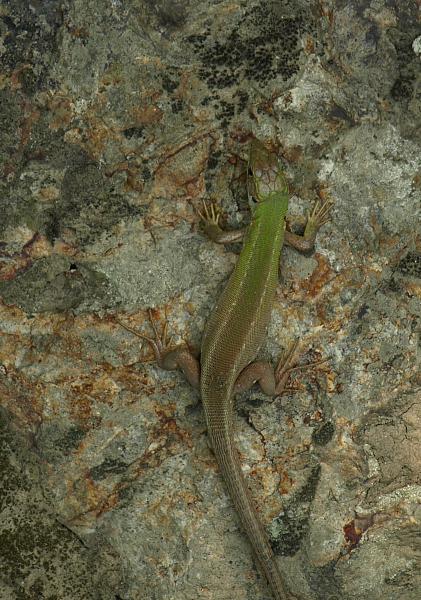 Lacerta viridis