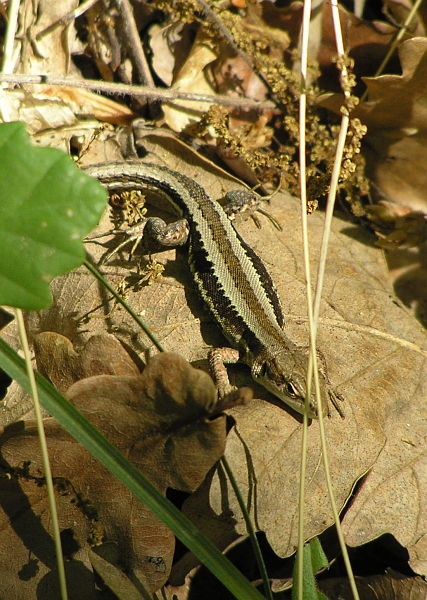 Darevskia praticola