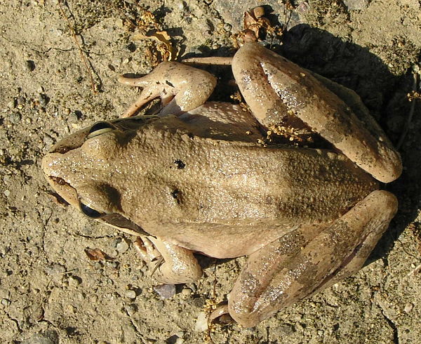 Rana dalmatina