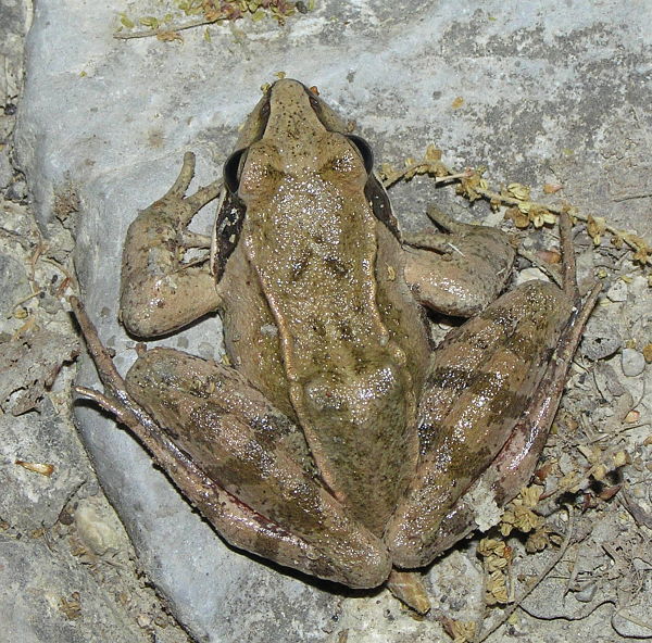 Rana dalmatina