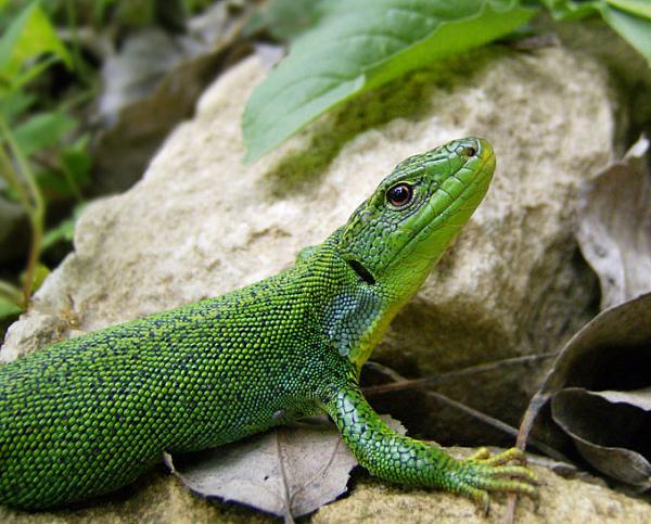 Lacerta trilineata