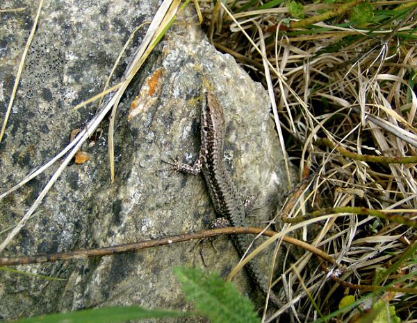 Podarcis muralis