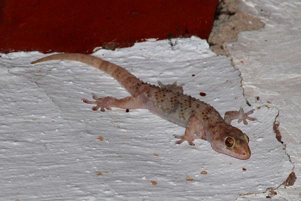 Hemidactylus turcicus