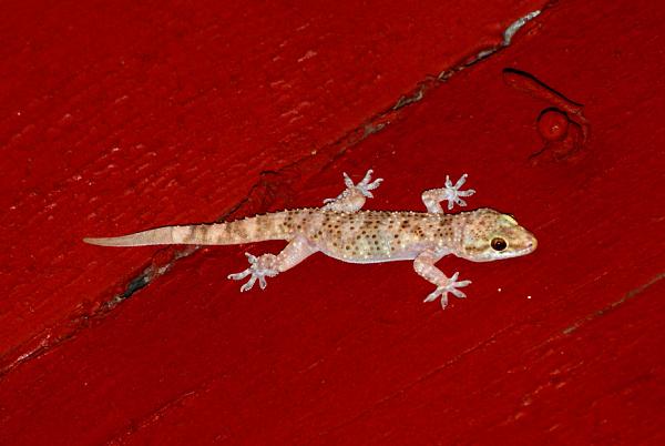 Hemidactylus turcicus