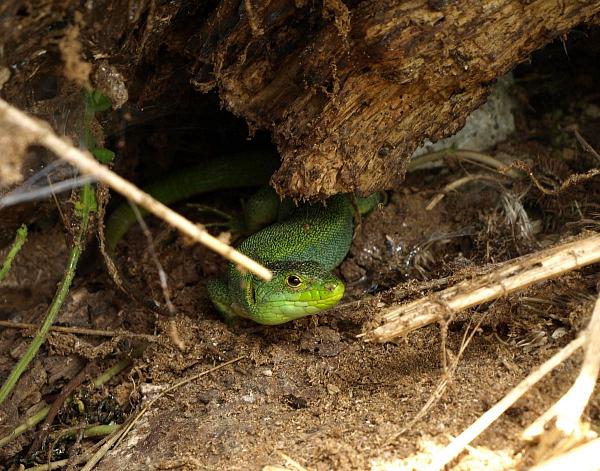 Lacerta trilineata