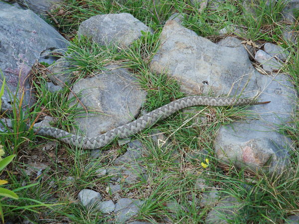 Vipera ammodytes