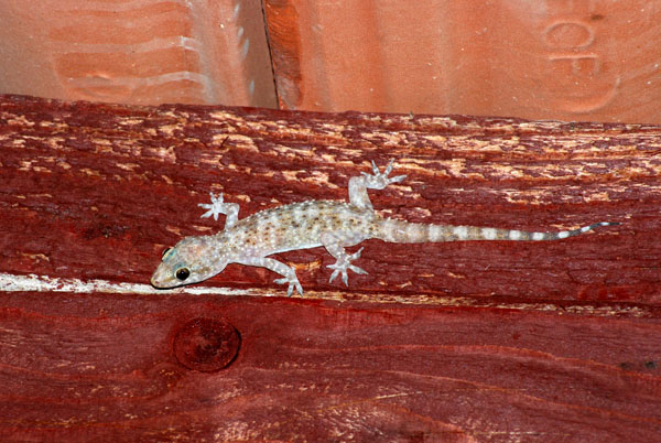 Hemidactylus turcicus