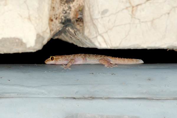 Hemidactylus turcicus