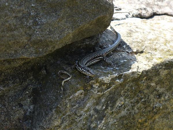 Podarcis muralis