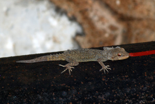 Mediodactylus kotschyi