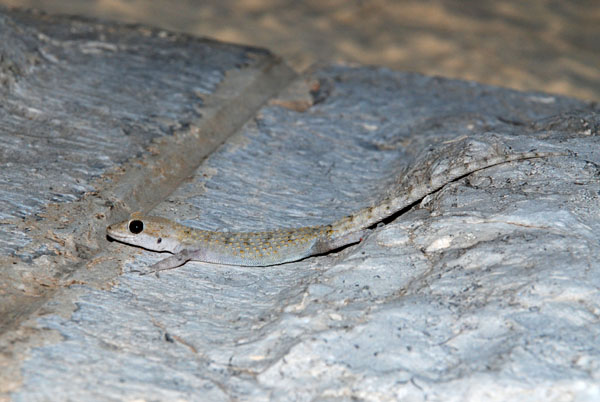 Mediodactylus kotschyi