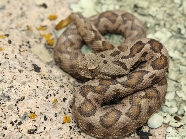 Montivipera xanthina