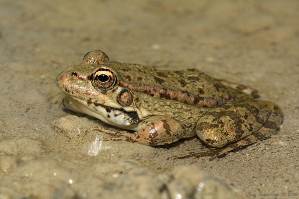 Pelophylax cretensis