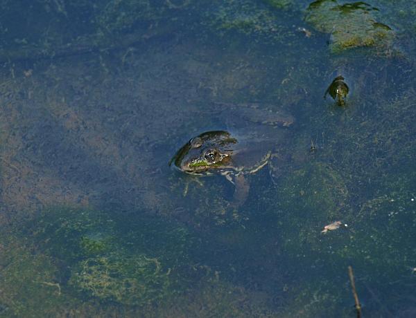 Pelophylax ridibundus