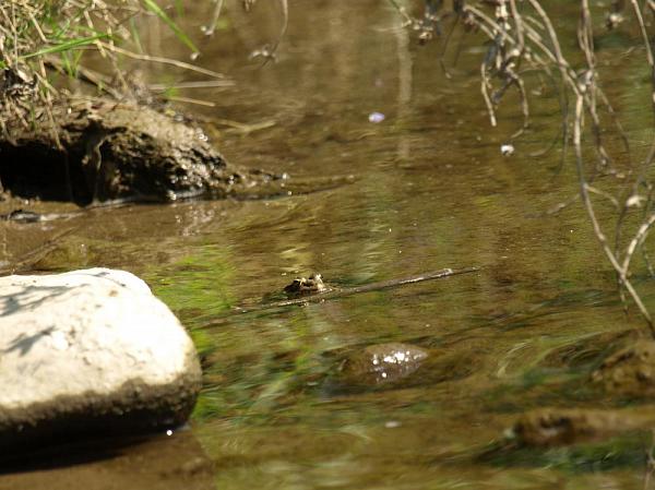 Pelophylax ridibundus