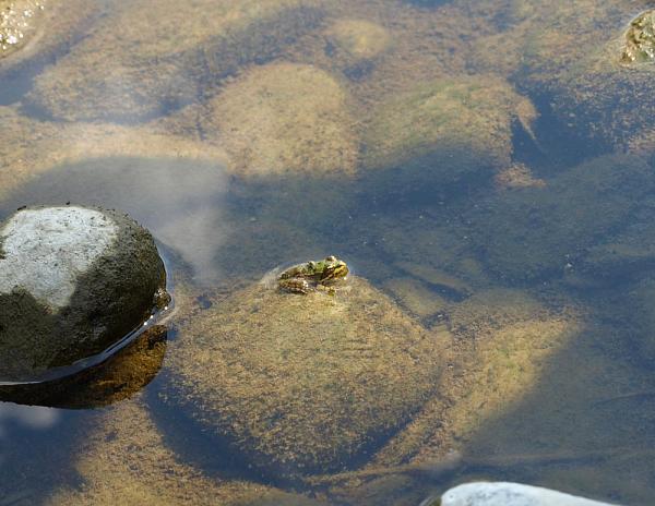 Pelophylax ridibundus