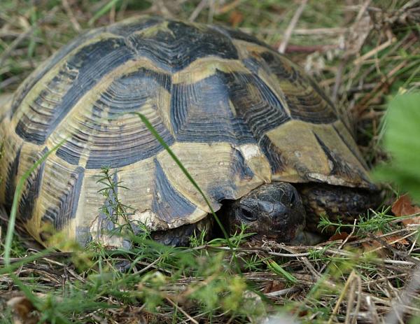 Testudo hermanni