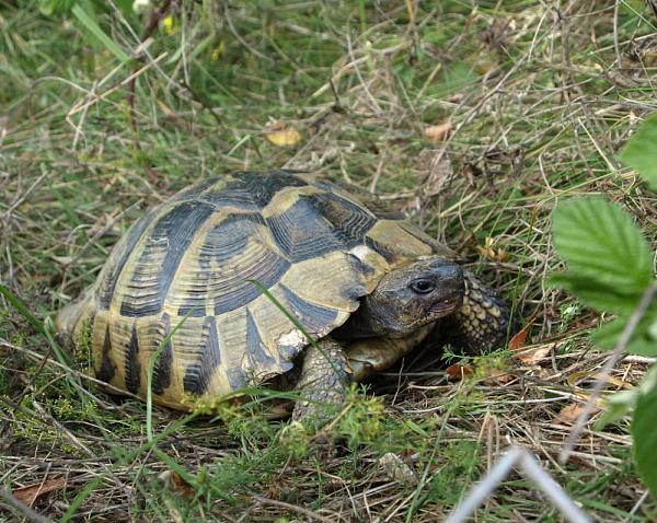 Testudo hermanni