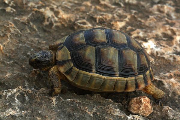 Testudo marginata