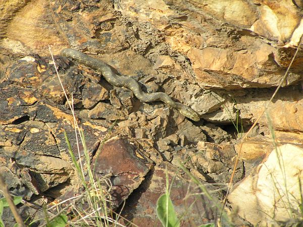 Natrix tessellata