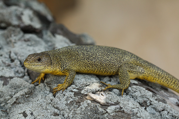 Lacerta trilineata