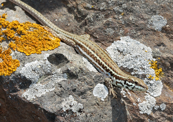 Podarcis milensis