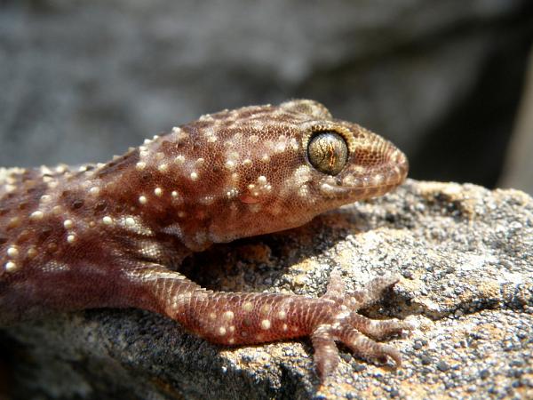 Hemidactylus turcicus