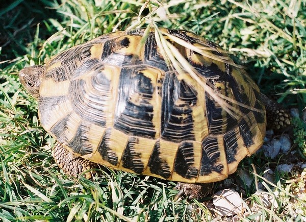 Testudo hermanni