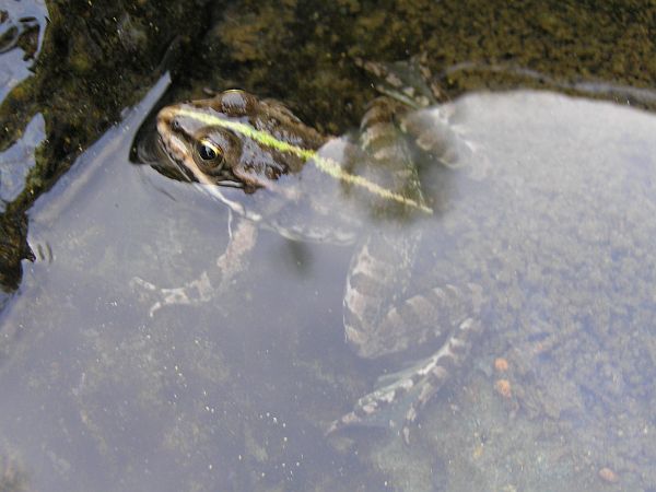 Pelophylax ridibundus