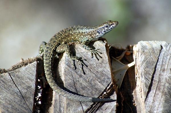 Algyroides nigropunctatus