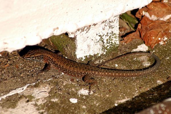 Algyroides nigropunctatus