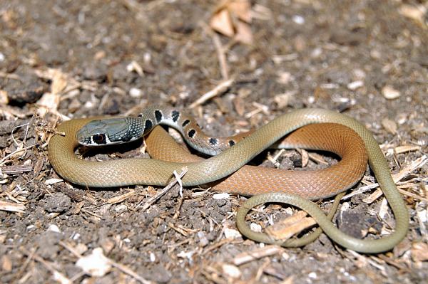 Platyceps najadum