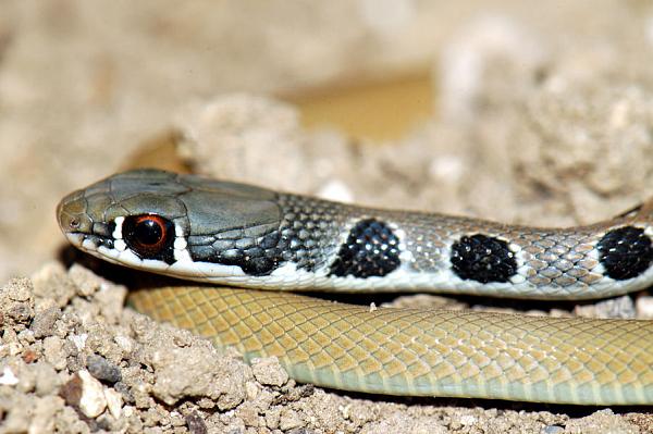 Platyceps najadum