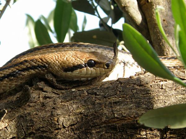 Elaphe quatuorlineata