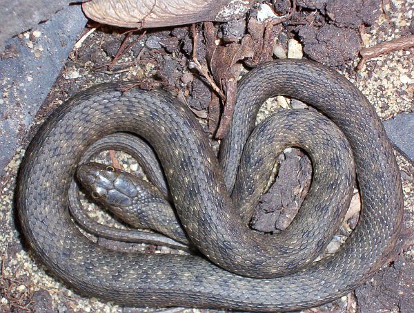 Natrix tessellata